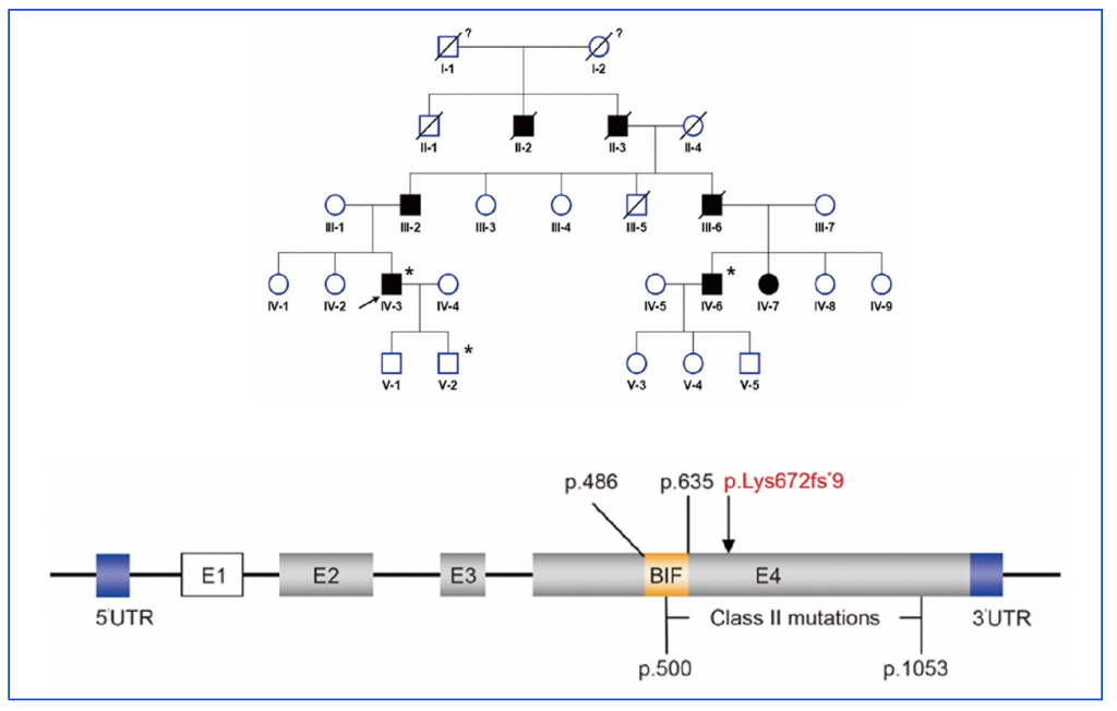 Rp Inheritance Pattern Research on autosomal dominant retinitis pigmentosa (adRP) has reported ...